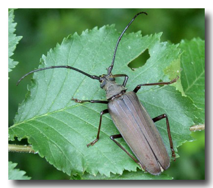 GUIDA  ALL''IDENTIFICAZIONE DI ALCUNI CERAMBICIDI ITALIANI